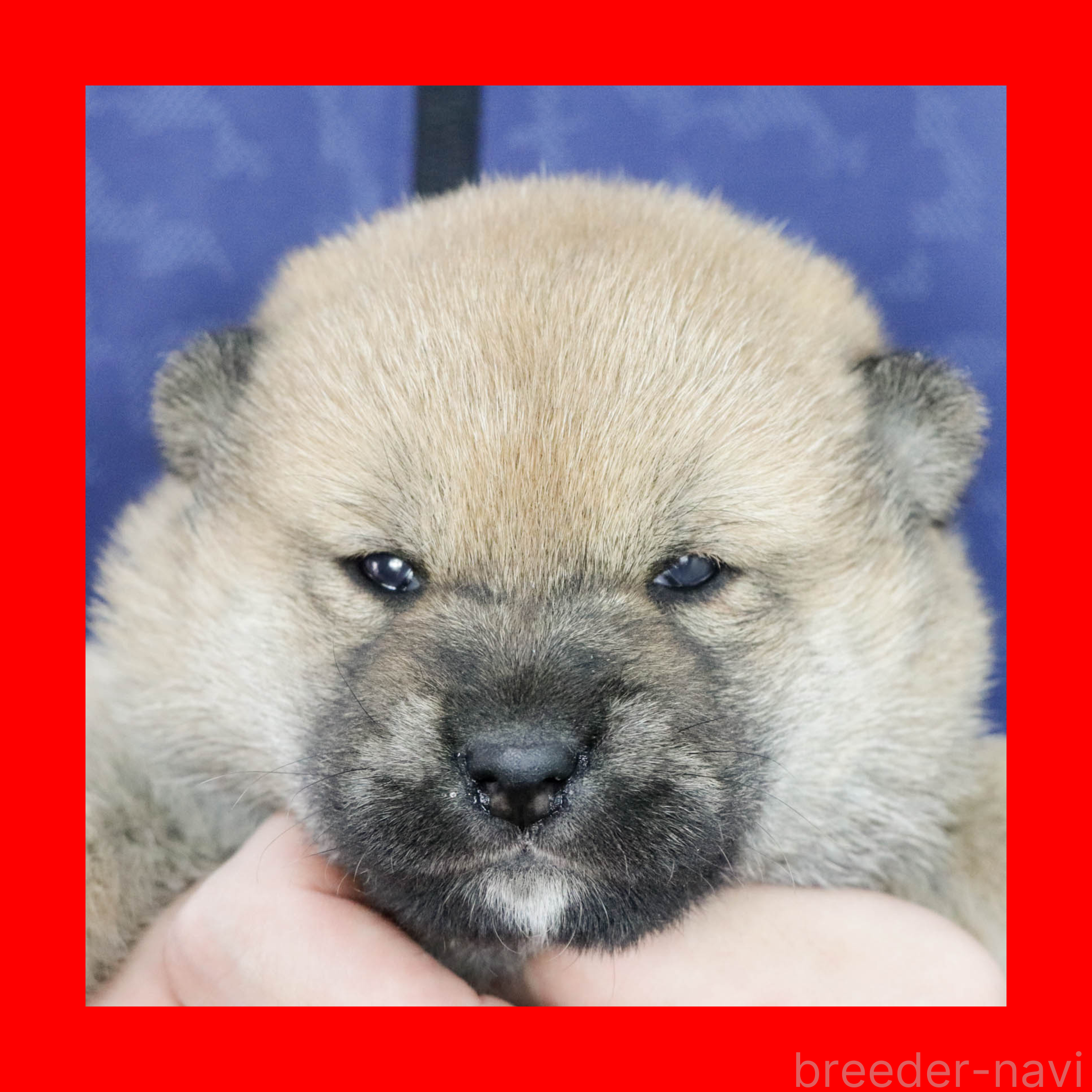 販売中の愛知県の柴犬-387497